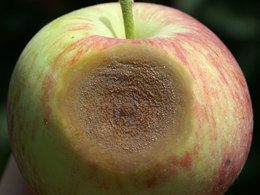 close up of an apple with a disease