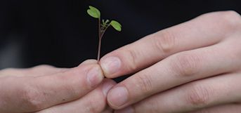 two hands holding a seedling