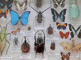Display board of various insects